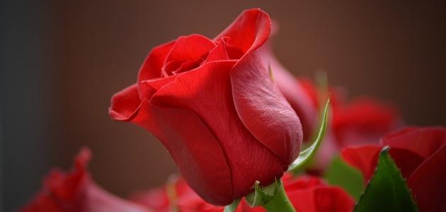 قصائد حب وشوق وغرام قصائد حب وشوق وغرام