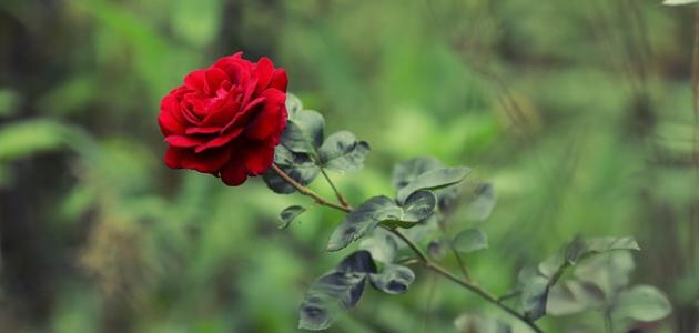 أشعار حب وشوق أشعار حب وشوق