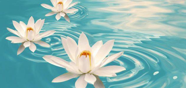 ���� ����� �������� 