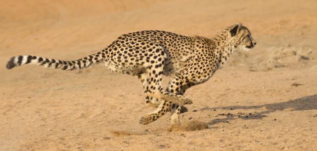 صورة مقال ماذا يغطي جسم الفهد؟