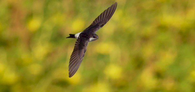 أين يعيش طائر السمامة؟ صورة مقال أين يعيش طائر السمامة؟