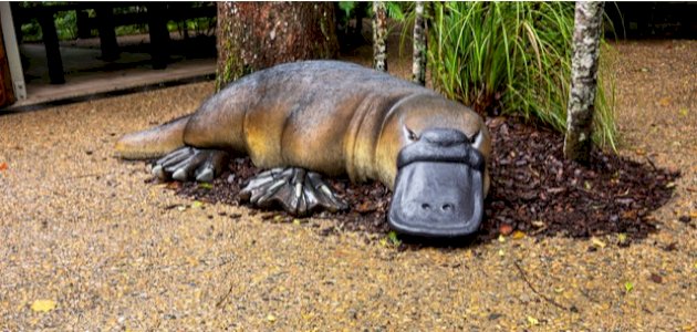 تعريف الوحشيات أولية صورة مقال تعريف الوحشيات أولية