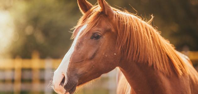 صورة مقال مكانة الخيل في التراث العربي