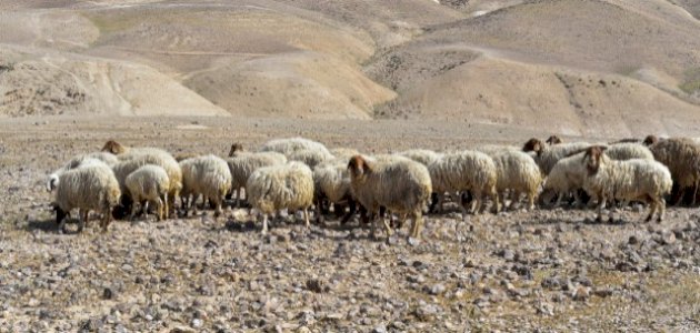حكم الذبح فوق الحلقوم صورة مقال حكم الذبح فوق الحلقوم