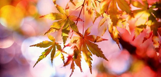 ��� ����� ��� 