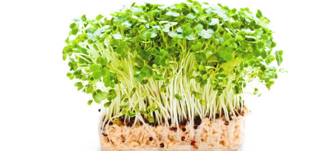 فوائد الرشاد للعظام