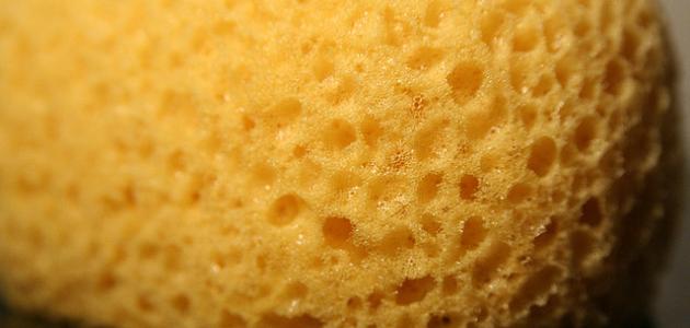 How to make a sponge