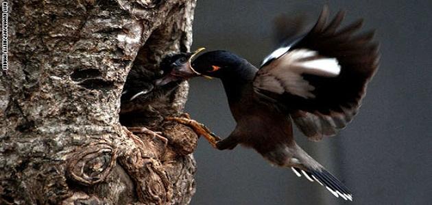 ���� �������� ������� 