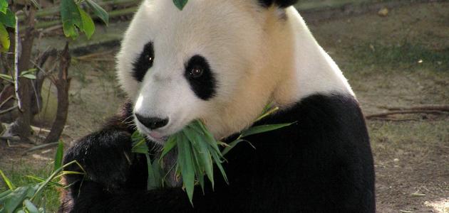 ������� ���� �� ��������� 